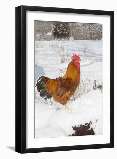 New Hampshire (Breed)-Lynn M^ Stone-Framed Photographic Print