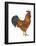 New Hampshire (Gallus Gallus Domesticus), Rooster, Poultry, Birds-Encyclopaedia Britannica-Framed Poster