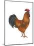 New Hampshire (Gallus Gallus Domesticus), Rooster, Poultry, Birds-Encyclopaedia Britannica-Mounted Poster