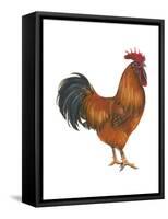 New Hampshire (Gallus Gallus Domesticus), Rooster, Poultry, Birds-Encyclopaedia Britannica-Framed Stretched Canvas