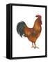 New Hampshire (Gallus Gallus Domesticus), Rooster, Poultry, Birds-Encyclopaedia Britannica-Framed Stretched Canvas