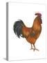 New Hampshire (Gallus Gallus Domesticus), Rooster, Poultry, Birds-Encyclopaedia Britannica-Stretched Canvas