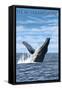 New Hampshire - Humpback Whale Scene-Lantern Press-Framed Stretched Canvas