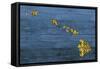 New Hawaii Map-Design Turnpike-Framed Stretched Canvas