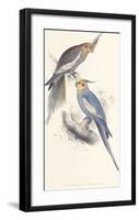 New Holland Parakeet-Edward Lear-Framed Premium Giclee Print