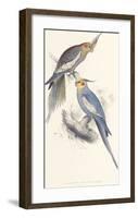 New Holland Parakeet-Edward Lear-Framed Premium Giclee Print