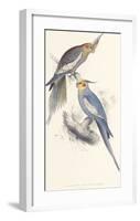 New Holland Parakeet-Edward Lear-Framed Premium Giclee Print