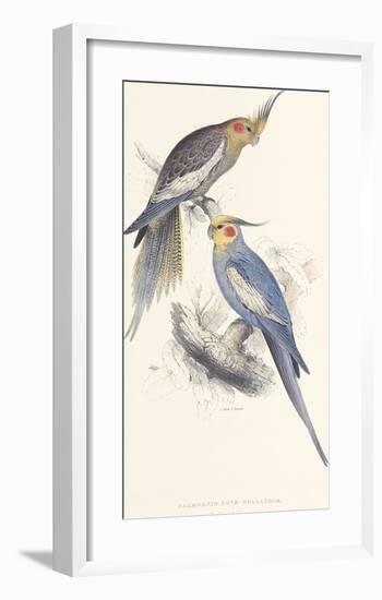 New Holland Parakeet-Edward Lear-Framed Premium Giclee Print