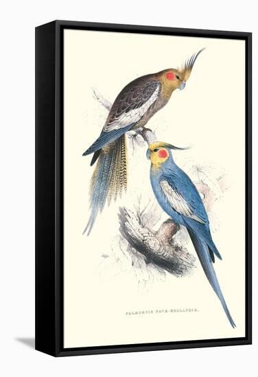 New Holland Parakeets -Nynphicus Hollandicus-Edward Lear-Framed Stretched Canvas