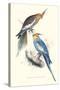 New Holland Parakeets -Nynphicus Hollandicus-Edward Lear-Stretched Canvas