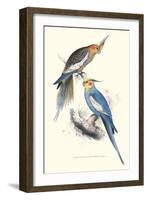 New Holland Parakeets -Nynphicus Hollandicus-Edward Lear-Framed Art Print