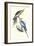 New Holland Parakeets -Nynphicus Hollandicus-Edward Lear-Framed Art Print