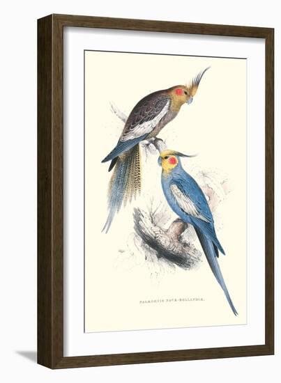 New Holland Parakeets -Nynphicus Hollandicus-Edward Lear-Framed Art Print