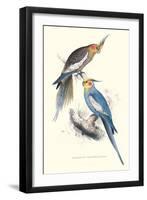 New Holland Parakeets -Nynphicus Hollandicus-Edward Lear-Framed Art Print