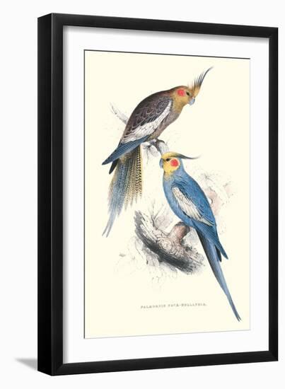 New Holland Parakeets -Nynphicus Hollandicus-Edward Lear-Framed Art Print