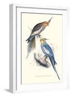 New Holland Parakeets -Nynphicus Hollandicus-Edward Lear-Framed Art Print