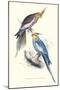 New Holland Parakeets -Nynphicus Hollandicus-Edward Lear-Mounted Art Print