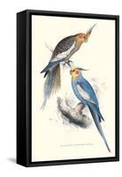 New Holland Parakeets -Nynphicus Hollandicus-Edward Lear-Framed Stretched Canvas