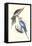 New Holland Parakeets -Nynphicus Hollandicus-Edward Lear-Framed Stretched Canvas