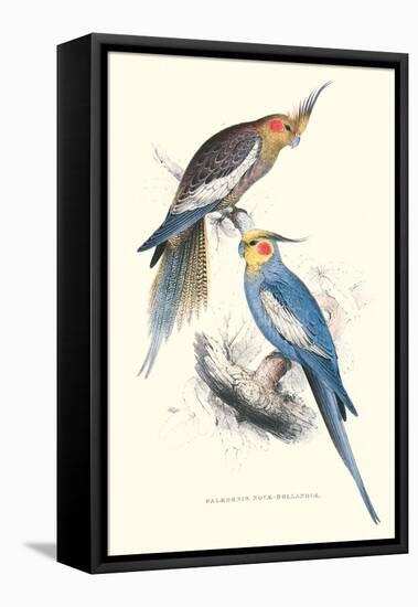 New Holland Parakeets -Nynphicus Hollandicus-Edward Lear-Framed Stretched Canvas