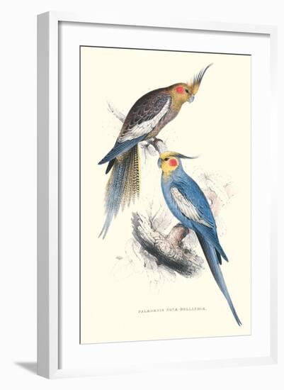 New Holland Parakeets -Nynphicus Hollandicus-Edward Lear-Framed Art Print