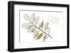 New Holly A L297-Albert Koetsier-Framed Photographic Print