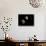 New Horizons Spacecraft Flies by Dwarf Planet Pluto and its Moon Charon-Stocktrek Images-Stretched Canvas displayed on a wall