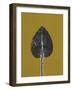 New Hosta 1-Mary Margaret Briggs-Framed Giclee Print