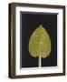 New Hosta 3-Mary Margaret Briggs-Framed Premium Giclee Print