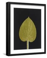 New Hosta 3-Mary Margaret Briggs-Framed Giclee Print