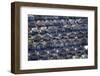 New Housing Development, Flat Bush, Auckland, North Island, New Zealand-David Wall-Framed Photographic Print