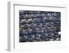 New Housing Development, Flat Bush, Auckland, North Island, New Zealand-David Wall-Framed Photographic Print