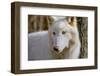 New Jersey, Columbia, Lakota Wolf Preserve. Close-Up of Arctic Wolf-Jaynes Gallery-Framed Photographic Print