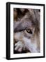 New Jersey, Columbia, Lakota Wolf Preserve. Close-Up of Timber Wolf's Head-Jaynes Gallery-Framed Photographic Print
