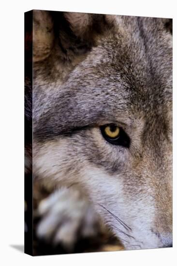 New Jersey, Columbia, Lakota Wolf Preserve. Close-Up of Timber Wolf's Head-Jaynes Gallery-Stretched Canvas