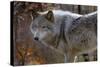 New Jersey, Columbia, Lakota Wolf Preserve. Close-Up of Timber Wolf-Jaynes Gallery-Stretched Canvas