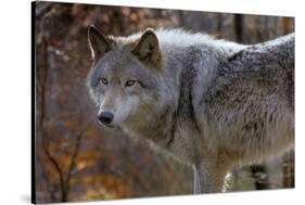 New Jersey, Columbia, Lakota Wolf Preserve. Close-Up of Timber Wolf-Jaynes Gallery-Stretched Canvas