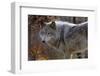 New Jersey, Columbia, Lakota Wolf Preserve. Close-Up of Timber Wolf-Jaynes Gallery-Framed Photographic Print