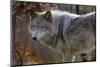 New Jersey, Columbia, Lakota Wolf Preserve. Close-Up of Timber Wolf-Jaynes Gallery-Mounted Photographic Print