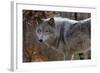 New Jersey, Columbia, Lakota Wolf Preserve. Close-Up of Timber Wolf-Jaynes Gallery-Framed Photographic Print