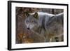 New Jersey, Columbia, Lakota Wolf Preserve. Close-Up of Timber Wolf-Jaynes Gallery-Framed Photographic Print