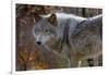 New Jersey, Columbia, Lakota Wolf Preserve. Close-Up of Timber Wolf-Jaynes Gallery-Framed Photographic Print