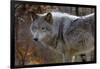 New Jersey, Columbia, Lakota Wolf Preserve. Close-Up of Timber Wolf-Jaynes Gallery-Framed Photographic Print