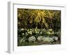 New Jersey State Botanical Garden, New Jersey, USA-null-Framed Photographic Print