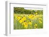 New Jersey. Upper Raritan River Basin, meadow of Black-eyed Susan's-Alison Jones-Framed Photographic Print