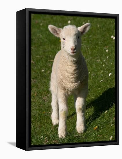 New Lamb, South Island, New Zealand-David Wall-Framed Stretched Canvas