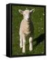 New Lamb, South Island, New Zealand-David Wall-Framed Stretched Canvas