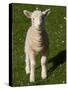 New Lamb, South Island, New Zealand-David Wall-Stretched Canvas