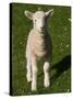 New Lamb, South Island, New Zealand-David Wall-Stretched Canvas