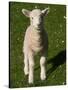 New Lamb, South Island, New Zealand-David Wall-Stretched Canvas